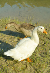 duck on the water