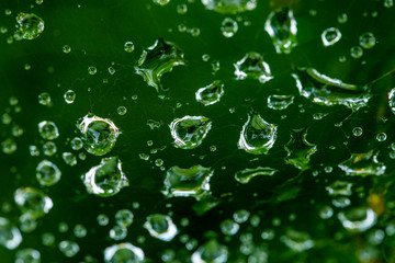 background of drops on a web in partial blur against the background of green grass