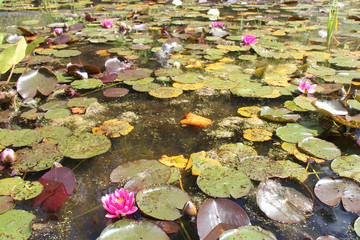 Obraz na płótnie Canvas blooming water lilies in a park in touraine (france)