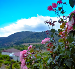 pink flowers in the garden