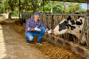 Happy farmer is working on farm with dairy cows.