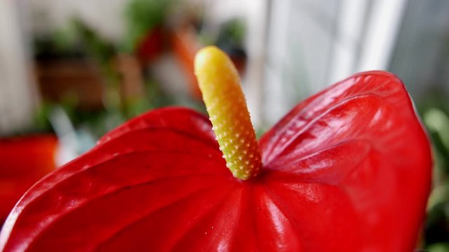 Red anthurium also known as tailflower, flamingo flower and laceleaf
