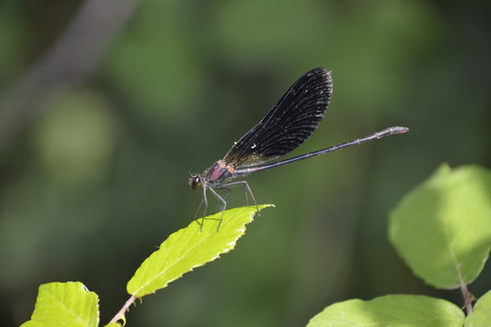 Lib&eacute;lula posada sobre una hoja