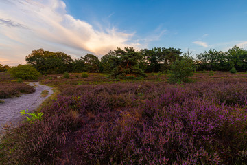 A sunset at the National park Brunssumerheide in het Netherlands, which is in a warm purple bloom during the month of August.