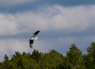 nature, animals,  © Dariusz