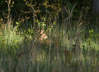 nature, animals, roe