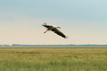 
stork in the sky