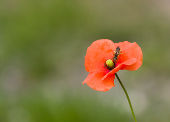 plant, flower