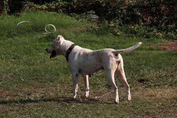 cute and furry dog ​​in the garden