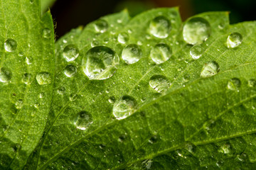 drops on green leaves after rain