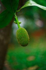 small tropical jack fruit growing on a tree