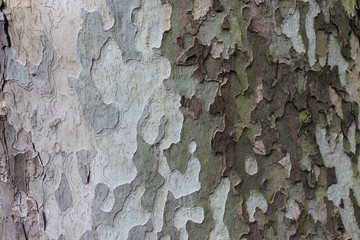 tree in a park in touraine (france)