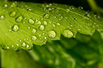 drops on green leaves after rain
