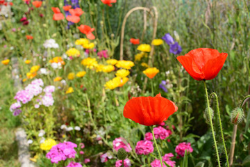 Obraz premium Two red field poppies against a thriving flower bed