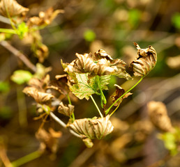 dry leaves on a currant Bush