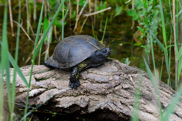 	
Europäische Sumpfschildkröte	
