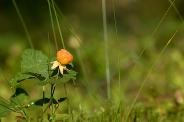 Delicious and healthy amber- colored cloudberry (Rubus chamaemorus) growing wild in Estonian forest