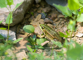 frog, amphibians