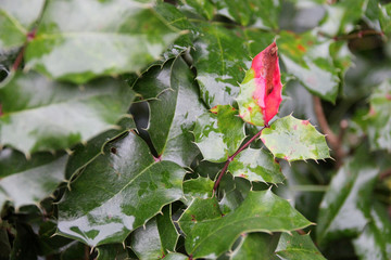 holly in a park in touraine (france)