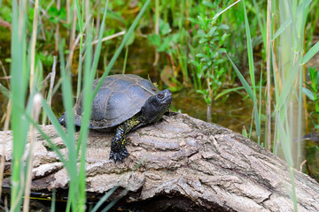 	
Europäische Sumpfschildkröte	
