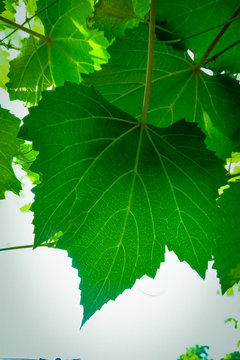 close up fresh Green grape leaves isolated on white background, vineyard with sky background
