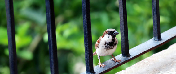 indian sparrow sitting on a railing