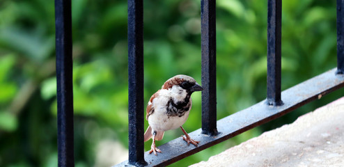 indian sparrow sitting on a railing