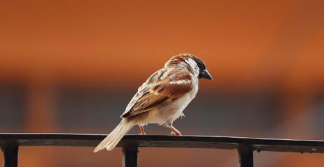 indian sparrow sitting on a railing