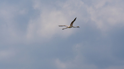 Fototapeta na wymiar Flamingo flying