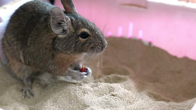 Common degu squirrel eating nuts on a sand