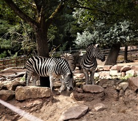 Fototapeta na wymiar Zebras, Zebra, Schwarz, Weiß, Streifen, Gruppe, Zoo, Baum