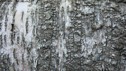 Fototapeta premium Background, forest, close-up of a tree trunk.