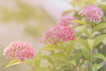 Blooming of Japanese spirea in sunlight. Autumn colors.