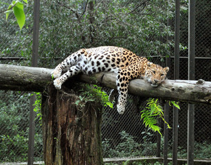 A leopard lying on the tree log at a zoo in Himalayan Zoological Park in Gangtok, Sikkim. This is the most endangered animal in the world and according the latest survey, about 12000 leopards exist. 