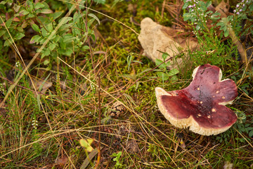 muchomor , grzyb  © Marcin Łazarczyk