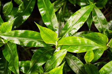 グリーンリーフ