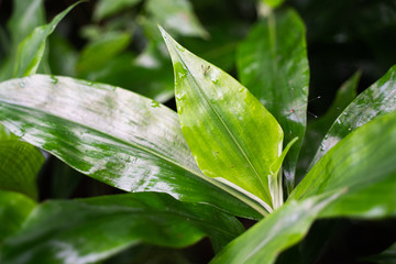 グリーンリーフ