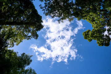 木と青空