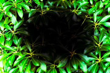 グリーンと黒穴壁紙