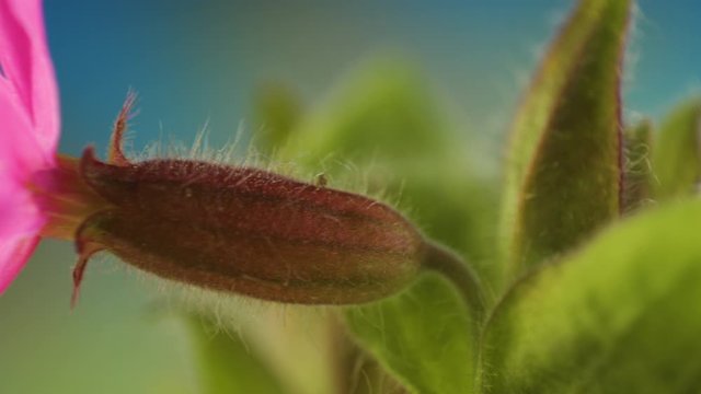 The closer look of the hairy stalk of the red campion plant