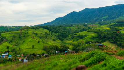 The grassland in the forest is surrounded by colorful houses.