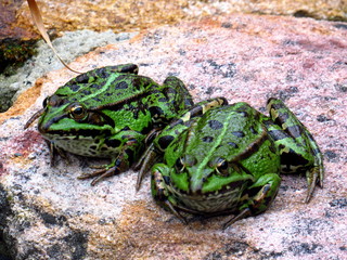 Frösche, wohl Freunde beim gemeinsamen Sonnenbad