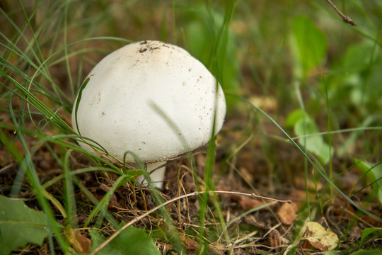 pieczarka ,Agaricus,