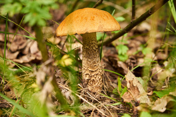 Leccinum aurantiacum, kozak ,grzyb