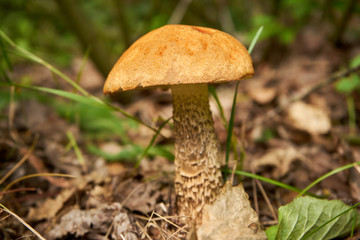 kozak, grzyb © Marcin Łazarczyk