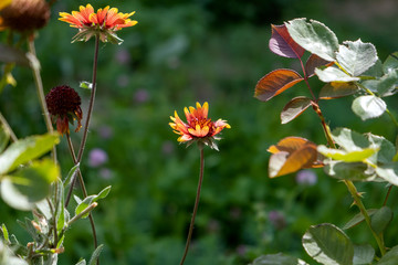 red and yellow flower