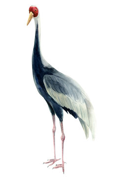 Crane bird, isolated white background, watercolor illustration