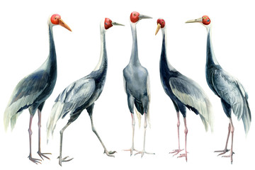 Set of birds, cranes, isolated white background, watercolor illustration, clipart
