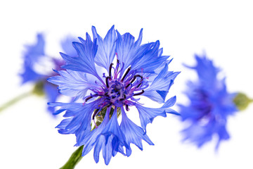 blue cornflower flower on a white background