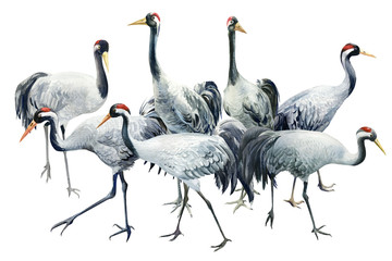 Flock of birds, beautiful gray cranes, isolated white background, watercolor illustration, composition